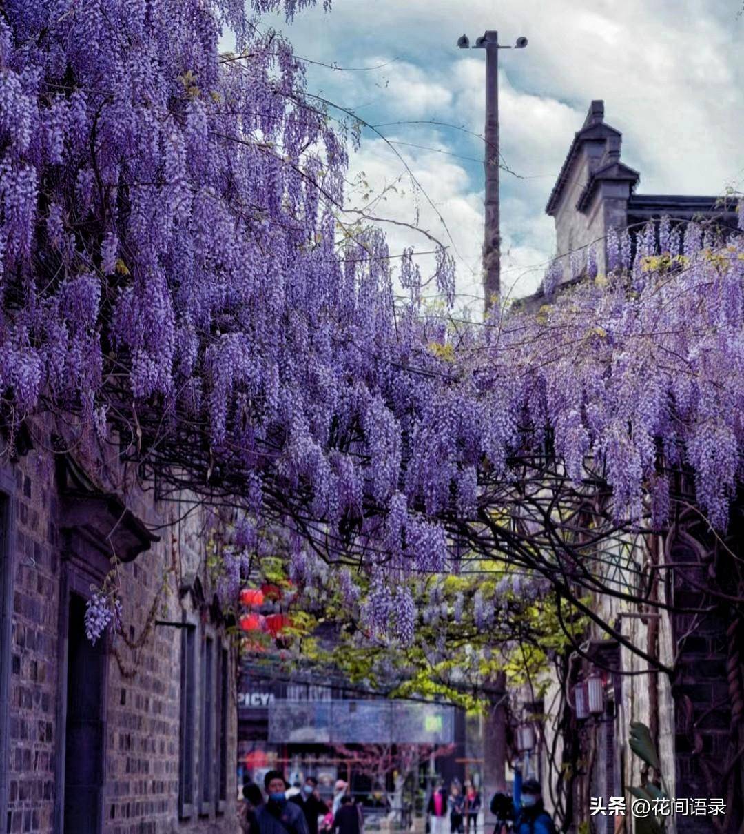 南京小巷子里的一棵花,因"浪漫颜值"走红,太惊艳了_紫藤_诗情画意