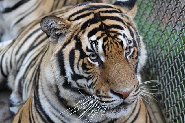 回到大自然的"完达山1号"野生东北虎,频繁的出现在吉林_天桥岭林业局