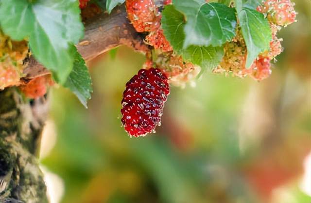 十首桑葚的诗词,黄栗留鸣桑葚美,紫樱桃熟麦风凉._清代_食用_桑椹子
