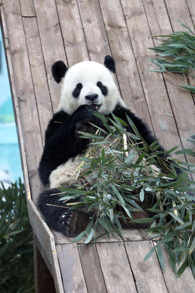 临沂动物园熊猫图片