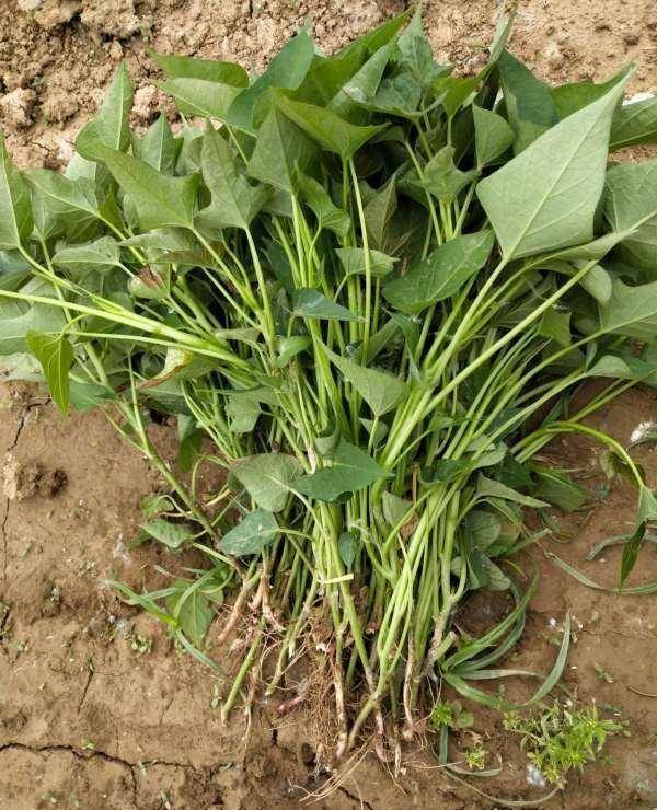 买的红薯苗没根,这样子可以直接种植吗?_作物_地瓜_病害