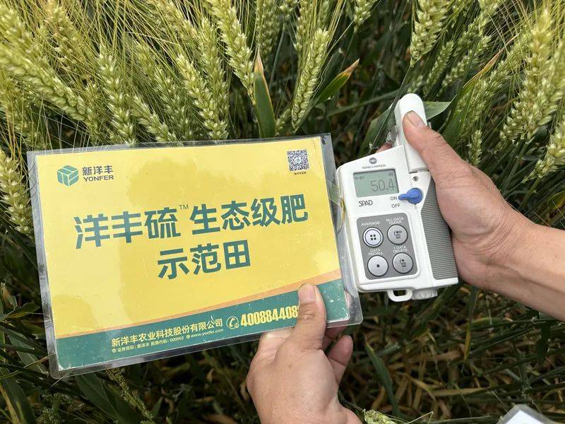 "洋丰硫"助力昆山小麦增产,获当地高素质农民协会肯定_种植_对比_产品