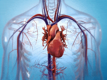 发育期由于心脏及大血管的形成障碍或者发育异常而引起的解剖结构异常