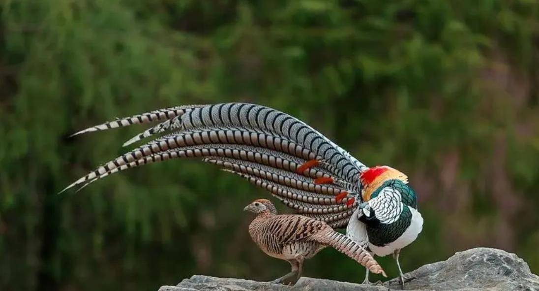 小伙养野鸡引来牢狱之灾!网友不乐意了,为小伙鸣不平,为什么?