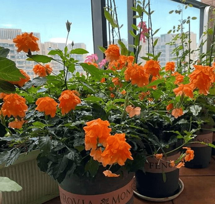 蓝妖:做好这5点,你就掌握了鸟尾花的养殖方法,来年开花多多_光照_修剪