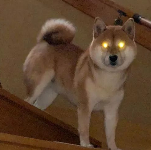 狗在黑夜会眼冒金光，俗称“钛合金眼”，到底是什么原因造成的