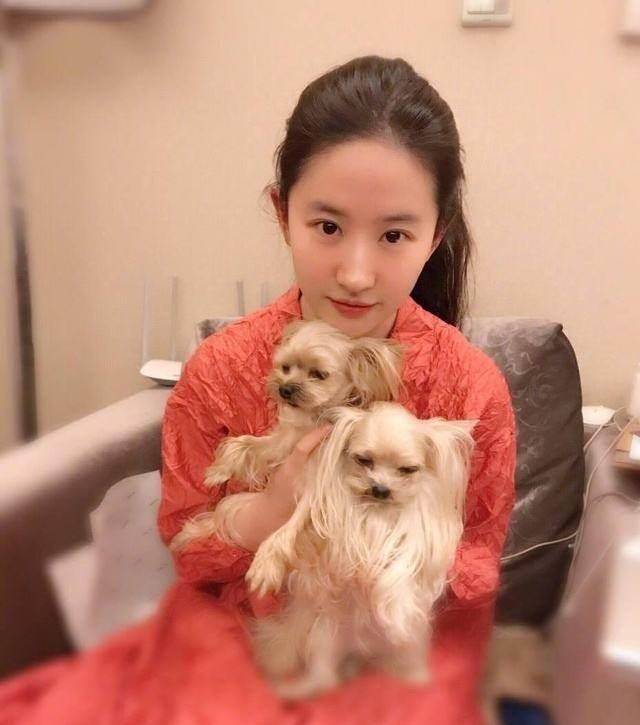 女星们与宠物合影,霍思燕的泰迪个头大,张馨予的宠物没人敢碰_张柏芝