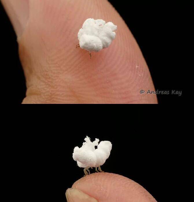 天敌把自己伪装成一朵小白云身体会分泌出一种蜡质它是蜡蝉科的幼虫