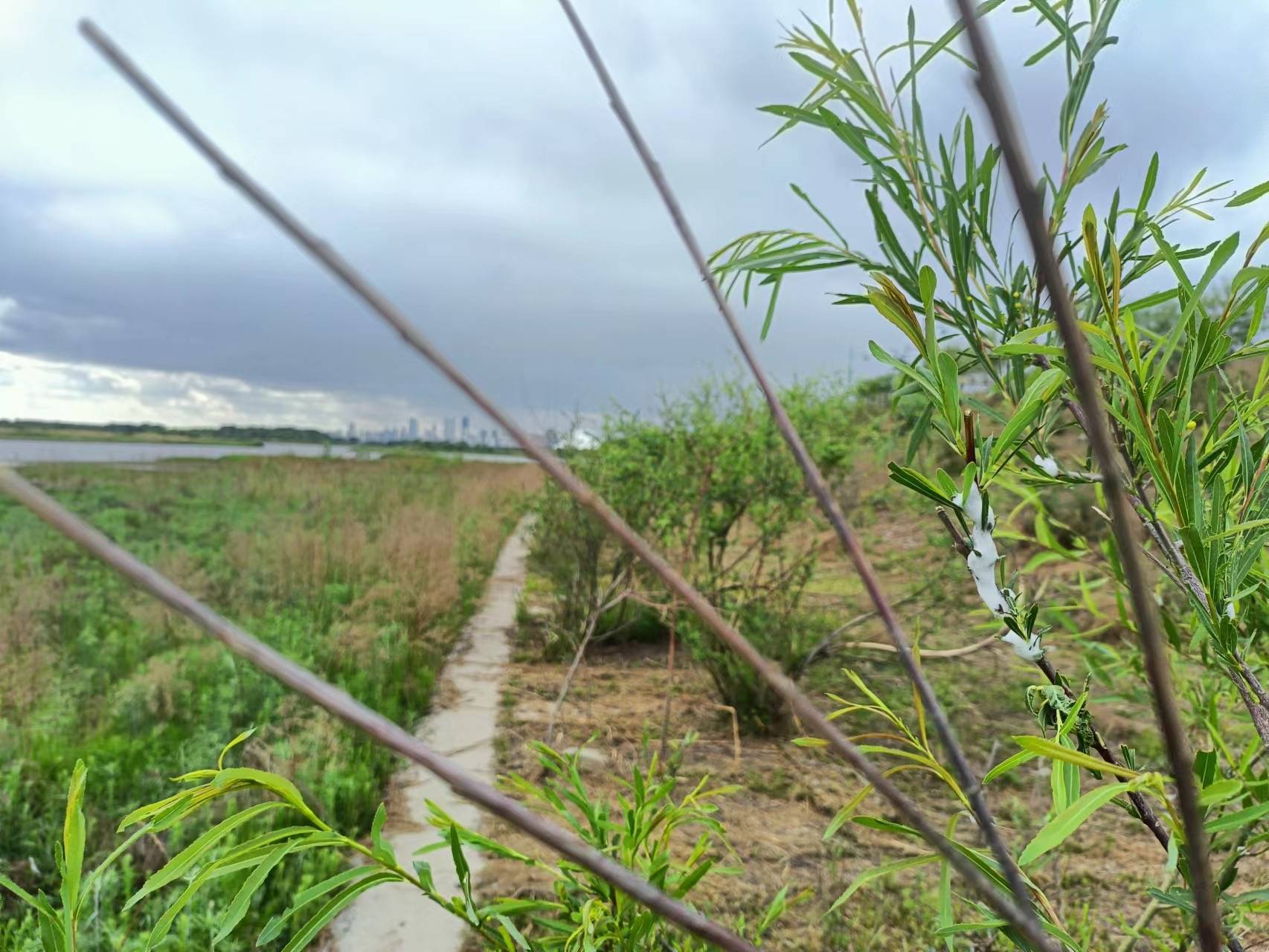 求救篇各位大大，树被大黑蚂蚁占据了。 树枝和树叶开始转黑了，还有一点一点白色的不明物体黏在树枝树叶上。 已经用蚊油和驱赶蚊虫的药水喷了，但还是赶不走。  请问有什么解救方法吗？ 谢谢, image size:1706x1280