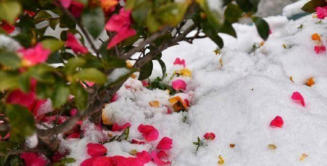 誰說雪落無聲?雪,是冬的心語_歲月_雪花_樹葉