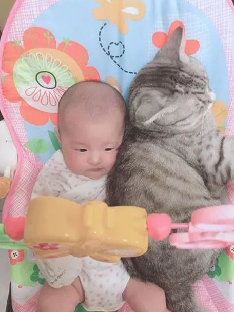 妈妈把宝宝放在婴儿椅上，竟被猫咪霸占了：被偏爱的都有恃无恐
