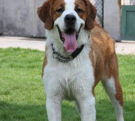 bernarddog最初来自瑞士阿尔卑斯山,st.