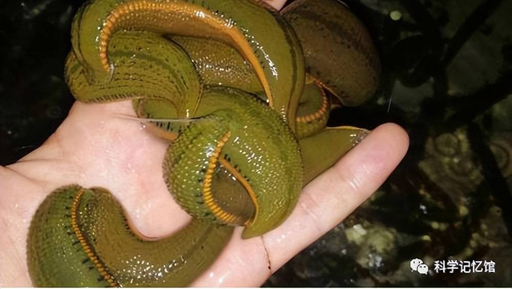 如果人不小心将水蛭吞进肚子里,水蛭在肚子里能活吗_人体_寄生_血液