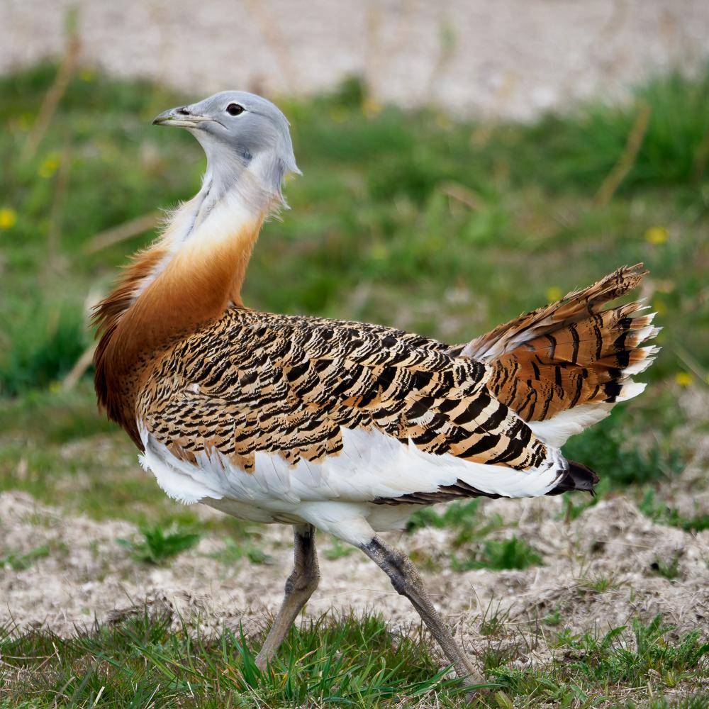 大鸨(great bustard)扎格罗斯野鸽子(zagros rock pigeon)扎格罗斯野