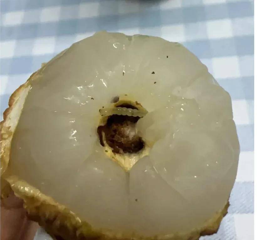 及时的对同一批次的荔枝进行了仔细检查,发现这些白色小虫子,是在荔枝