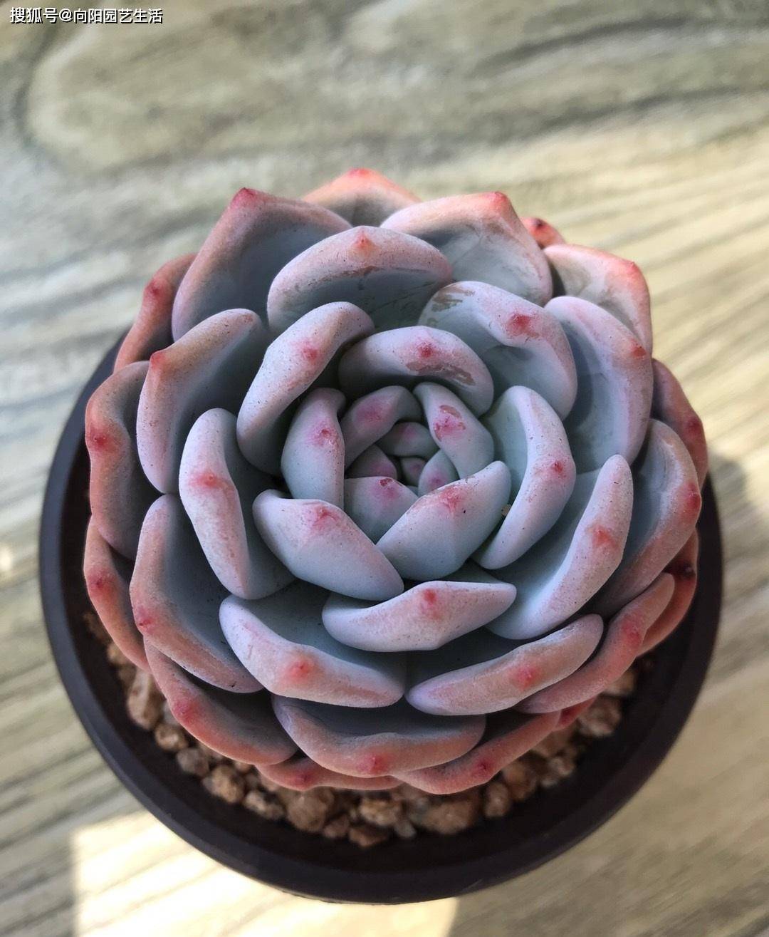 最值得养的多肉:橙梦露,大众都认可,好养护,状态更漂亮_品种_时间