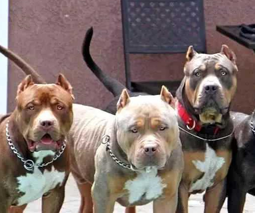 比特犬与野狼一对一单挑的话，是比特犬赢还是狼赢？
