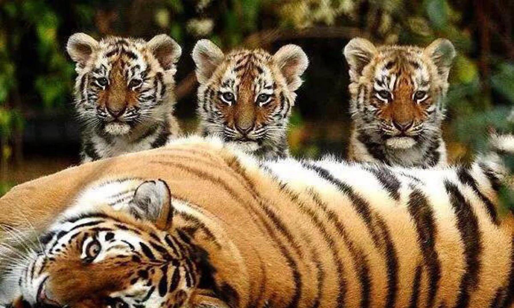 老虎一旦灭绝,会给人类带来多大影响?