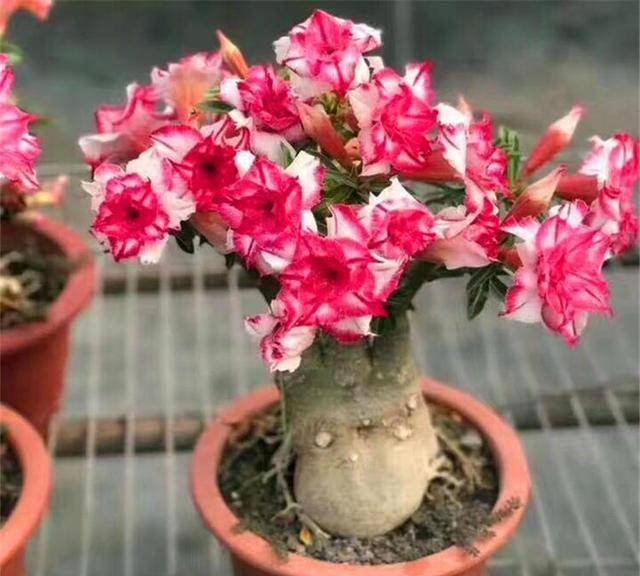 夏季养沙漠玫瑰,做对几点,姿态更美_修剪_开花_光照