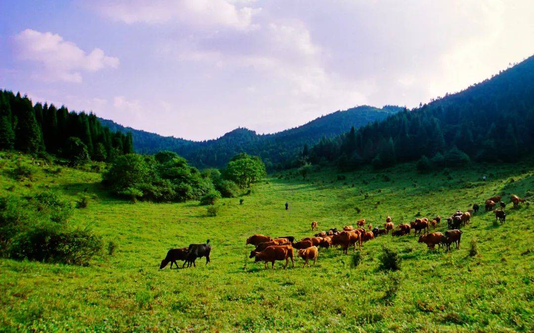 景点:武陵山森林公园(涪陵)特色:自然风光 露营基地门票:45景点:816