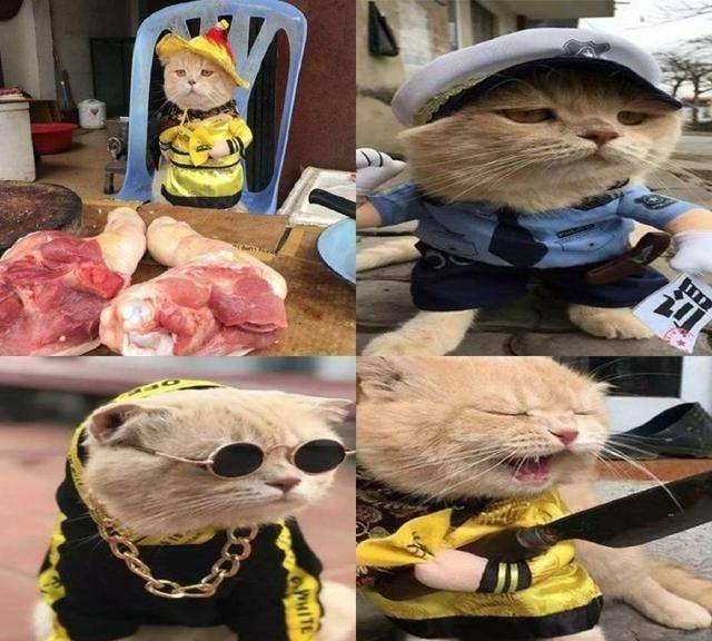 炫酷猫咪装扮?喵星人:本喵要漂亮,不要蝙蝠造型!_主人_大爷_都说