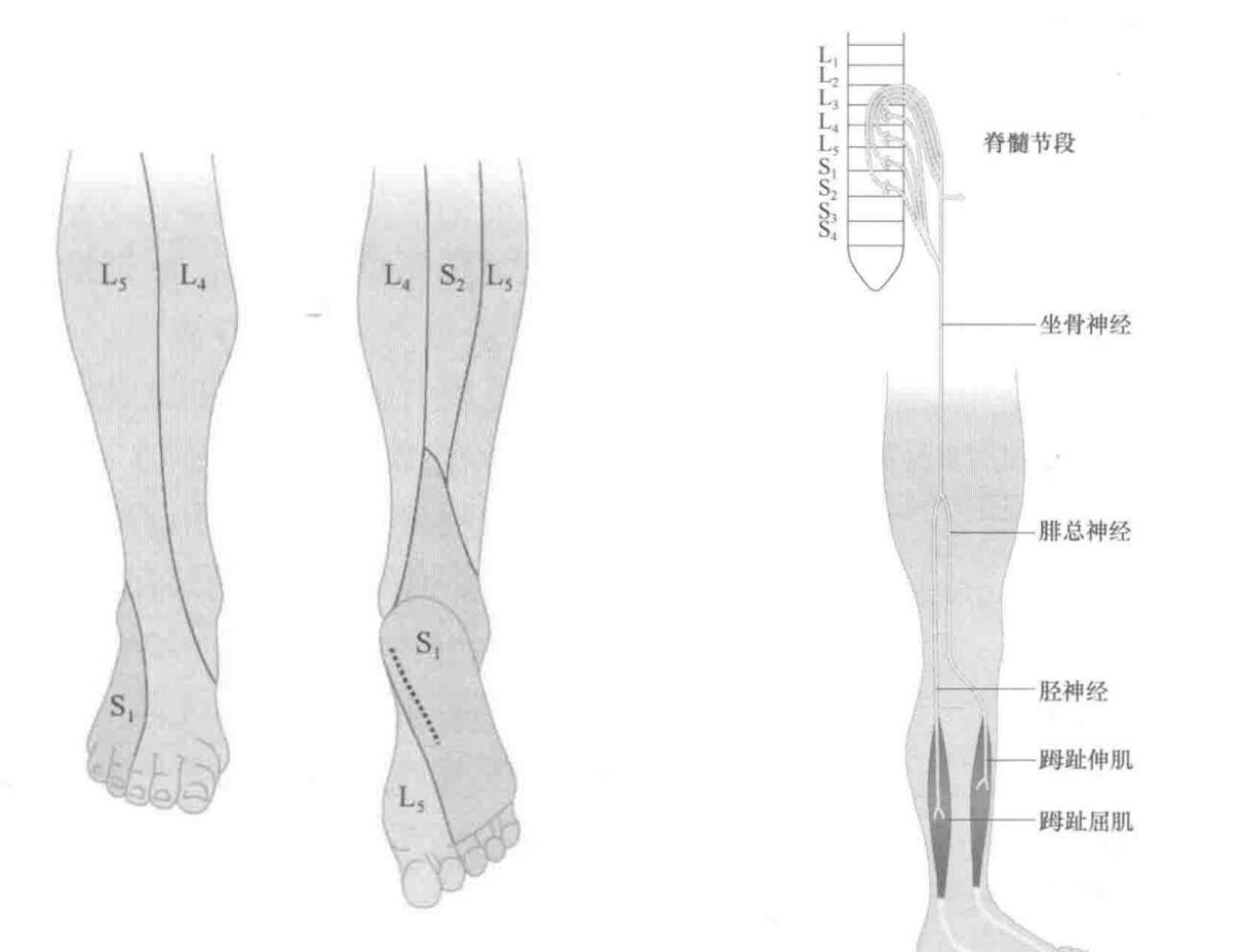 巴宾斯基(babinski)征怎么查_反射_反应_患者