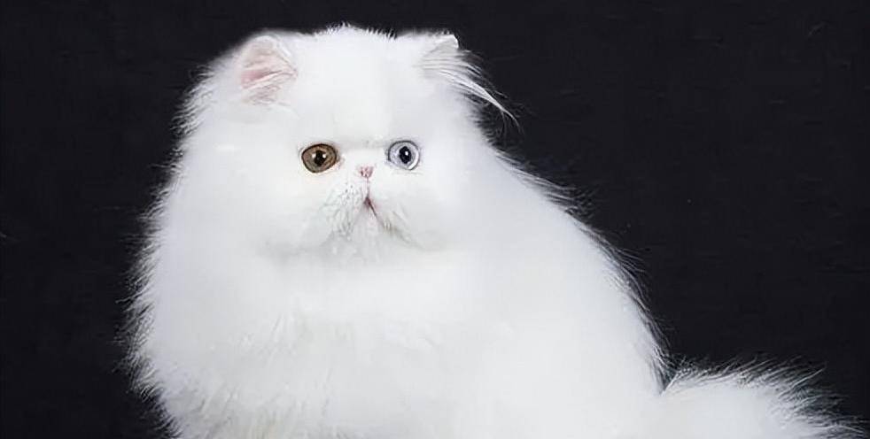 波斯猫的毛发长而厚实,飘逸的毛发给人的感觉就很有气质,也因此被视为