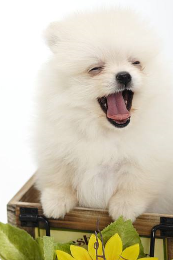 过圣诞节的京巴,世界小型犬的简介!_玩具_约克夏_俄罗斯