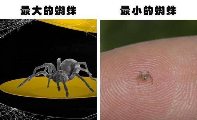 有史以来发现的最大的蜘蛛是巨人食鸟蛛,它和一个餐盘差不多大小,是