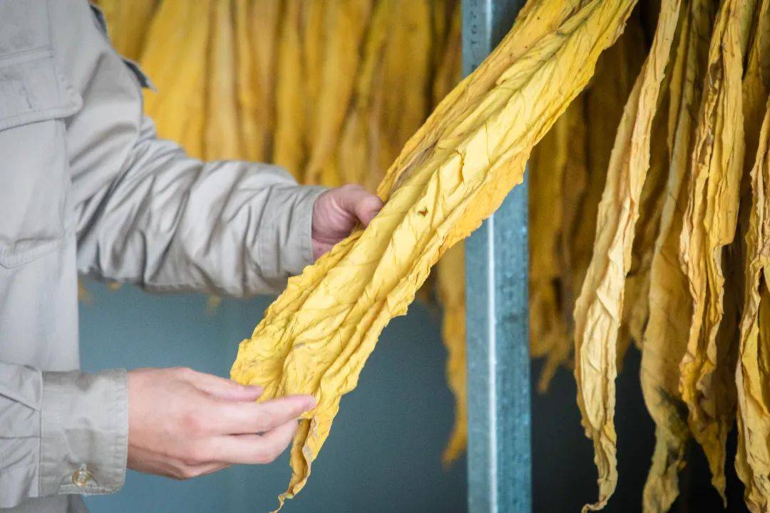 新罗:"智慧烘烤"答好乡村振兴"考卷"_烤房_烟叶_白沙镇