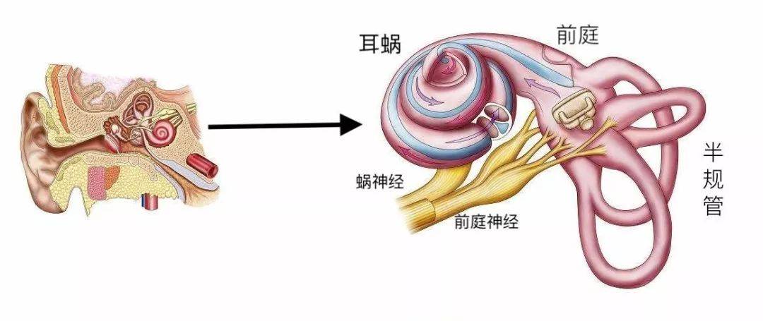 内耳是一个复杂又曲折的管道,又叫做迷路,包括耳蜗,前庭和半规管三个