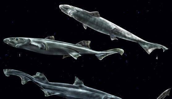 乌鲨也是一种体型较小的鱼类,但是和硬棘小鲨不同的是它是属于黑鲛科