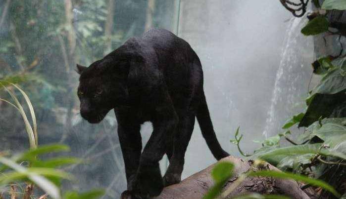 黑色_豹子_美洲豹