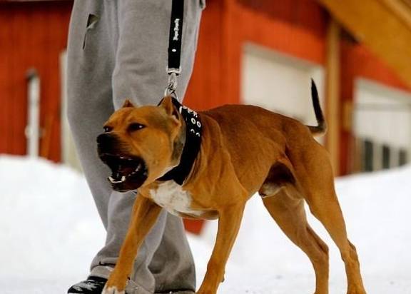 如何训练比特犬的力量?_是一种_阻力_手段