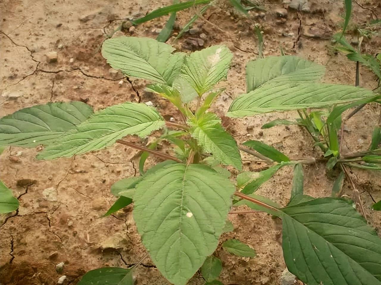 苋菜_种植_蔬菜