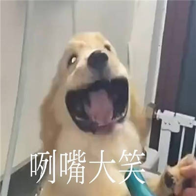 好玩的狗勾可爱表情包 微信斗图 网上超火的好用狗狗表情合集