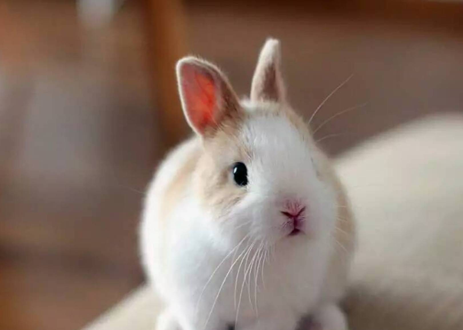 兔子养多久才会认主人?兔子喜欢主人的表现有哪些?_宠物_动作_时候