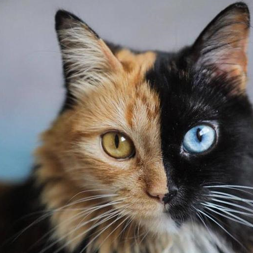 这只双面猫不仅有着阴阳脸还有着蓝绿两色的眼睛,网友:太漂亮了