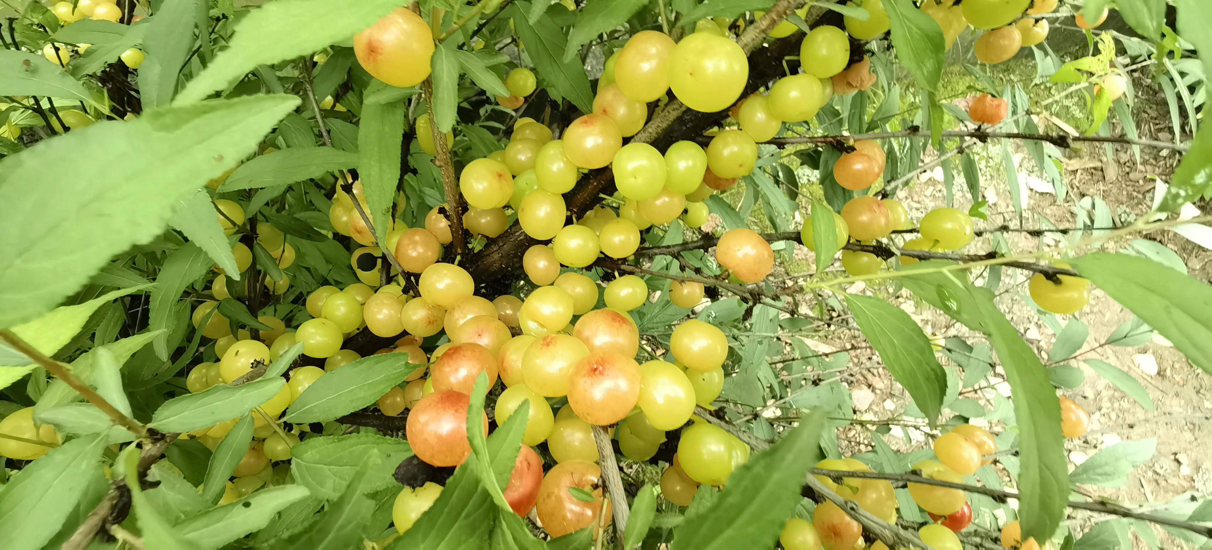 湖北宜昌一种已近绝迹的野樱桃,每年6月中旬成熟,花钱也买不到_车厘子