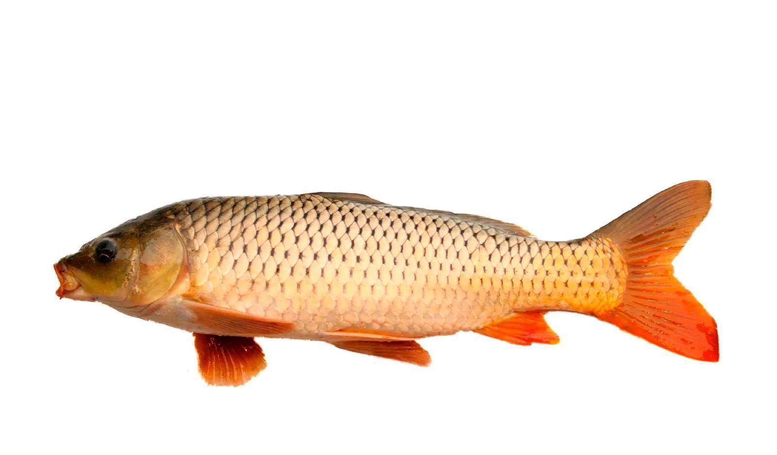 野生黄河鲤鱼头小,尾金红,身长
