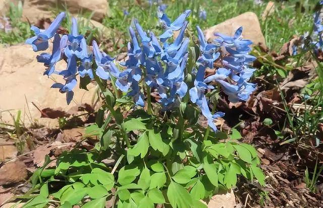 浙江一药农卖元胡10分钟狂赚52万元,元胡竟是罂粟"表妹"!