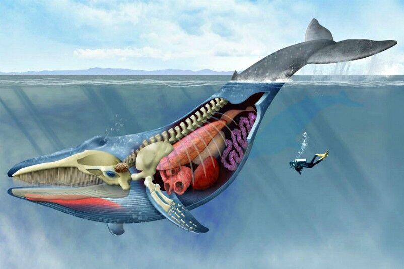 一头抹香鲸的脑袋含有的鲸脑油,可能达到1000升以上.