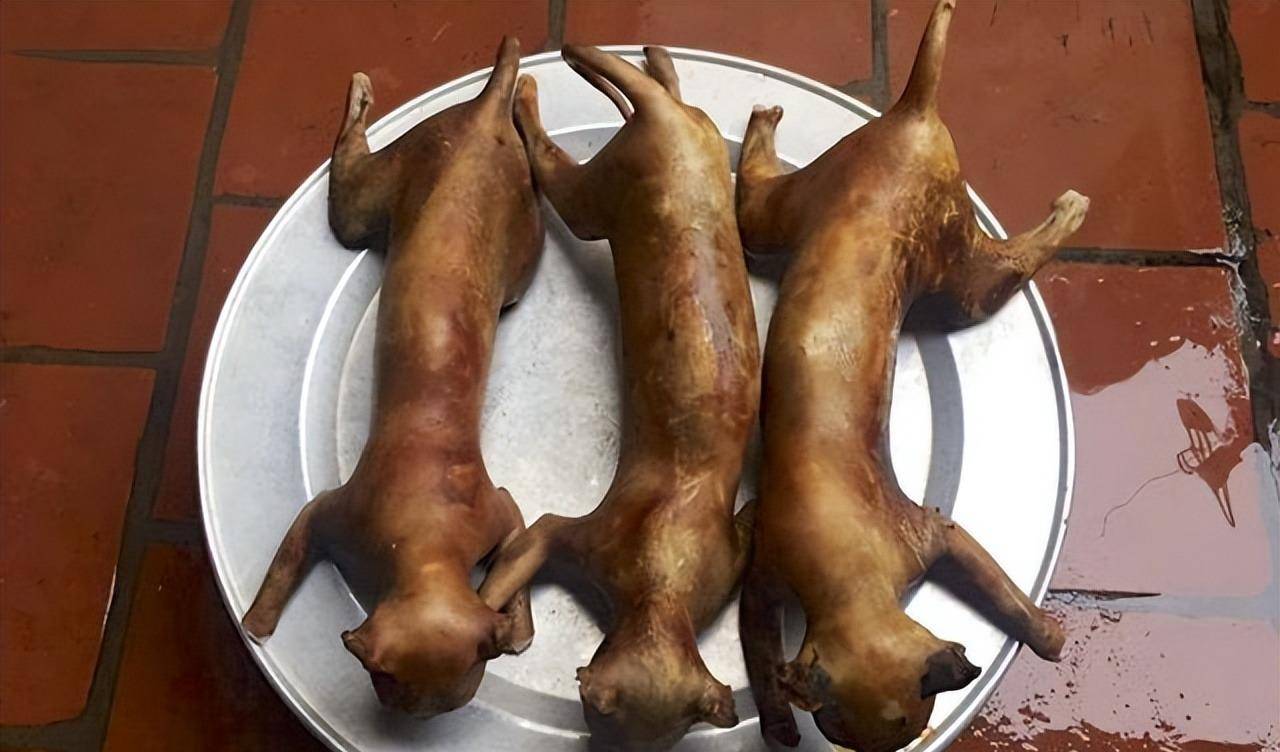 一年吃掉400万只猫,为啥越南人这么爱吃猫肉,中国人却几乎不吃?