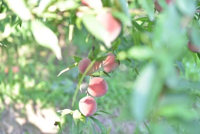 据基地负责人梁汉东介绍,接下来该基地还将进一步探索绿色,功能性种植
