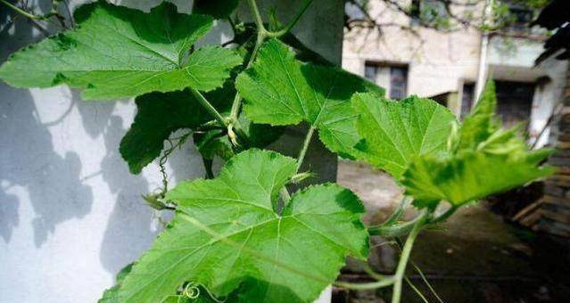 一根菜藤,胜过5副药,只需2元一斤,你们吃过吗?_尼古丁_效果_治疗