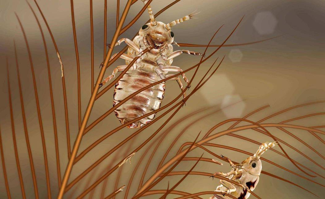 原来阴虱有4个传播途径_寄生_皮肤_物品