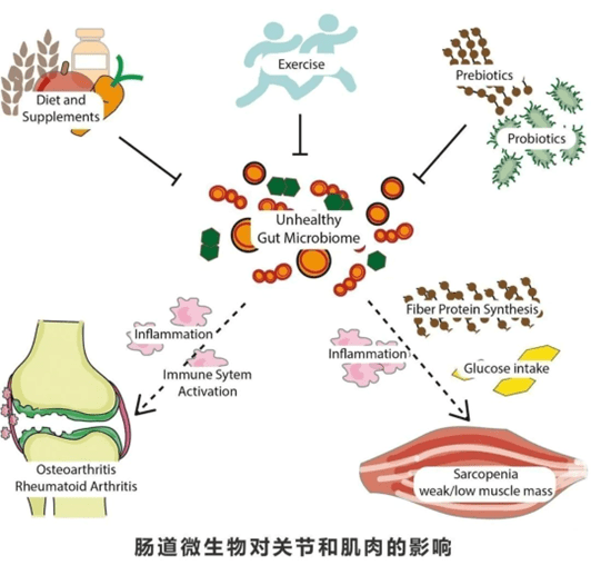 肠道-骨骼轴与骨骼健康_手机搜狐网