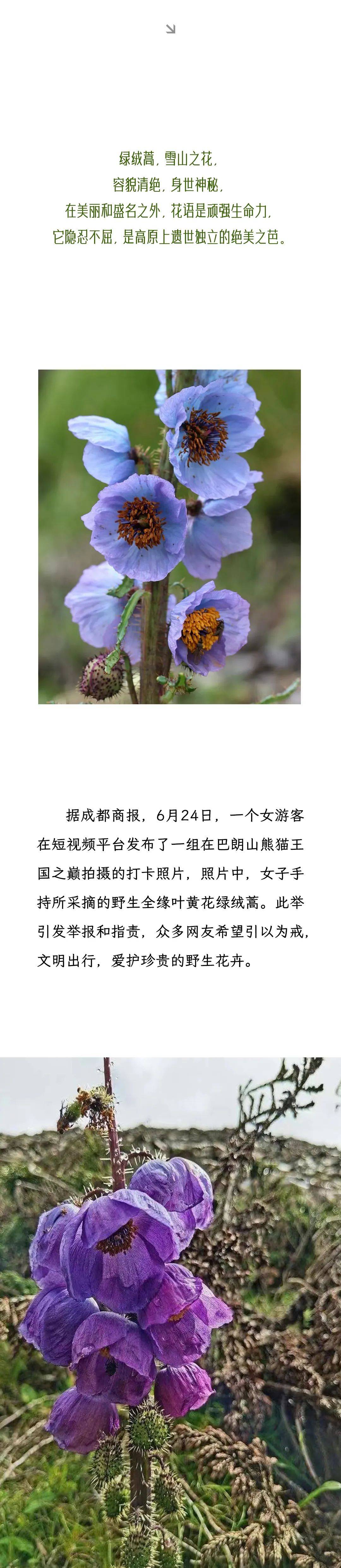 绿绒蒿花语图片