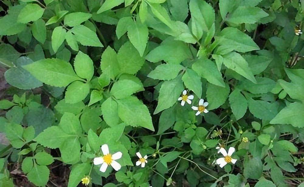 路边的鬼针草煮水,原来价值那么高,老人知道要收藏_保护_食用_一定的