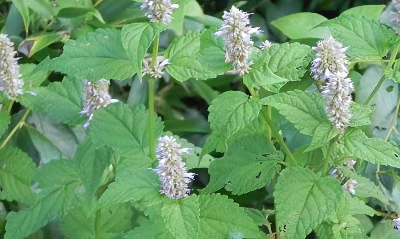农村珍贵植物"藿香",既是香料又是药材,你见过吗?_香气_功效_压力